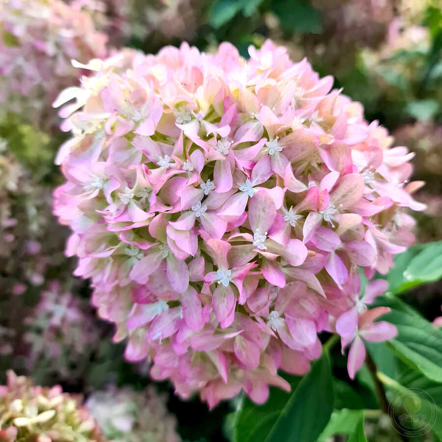 Гортензия метельчатая "Пиксио" Hydrangea paniculata "Pixio"