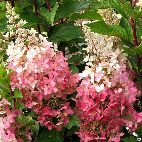 Гортензия метельчатая "Пинки Винки" Hydrangea paniculata "Pinky Winky"