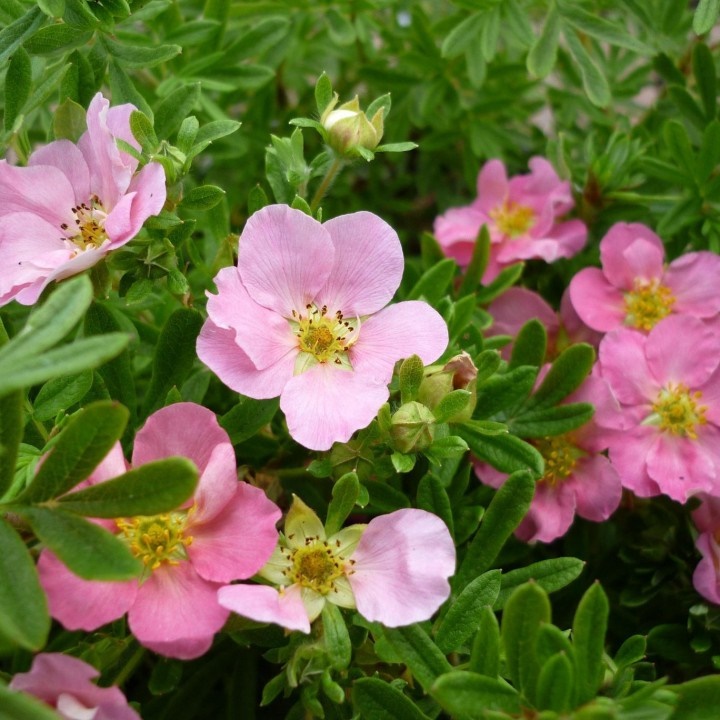 Лапчатка кустарниковая "Пинк Квин" Potentilla fruticosa "Pink Queen"