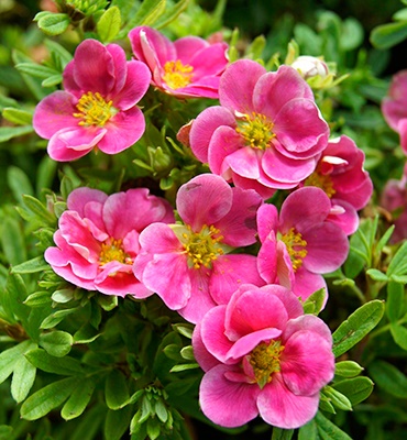 Лапчатка кустарниковая "Пинк Парадайз" Potentilla fruticosa "Pink Paradise"
