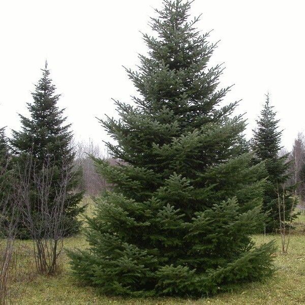 Пихта сибирская Abies sibirica h