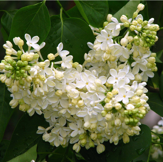 Сирень обыкновенная Syringa vulgaris "Primrose "