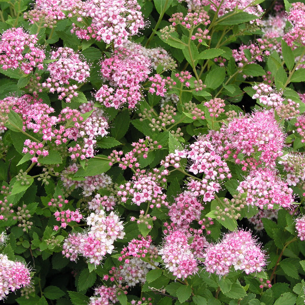 Спирея японская Spiraea japonica "Little princess"