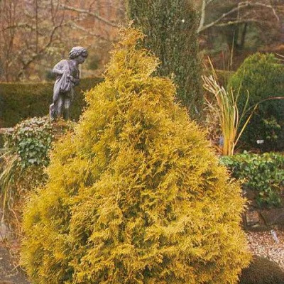 Туя западная Thuja occidentalis "Rheingold" : С7,5, h=20-30*