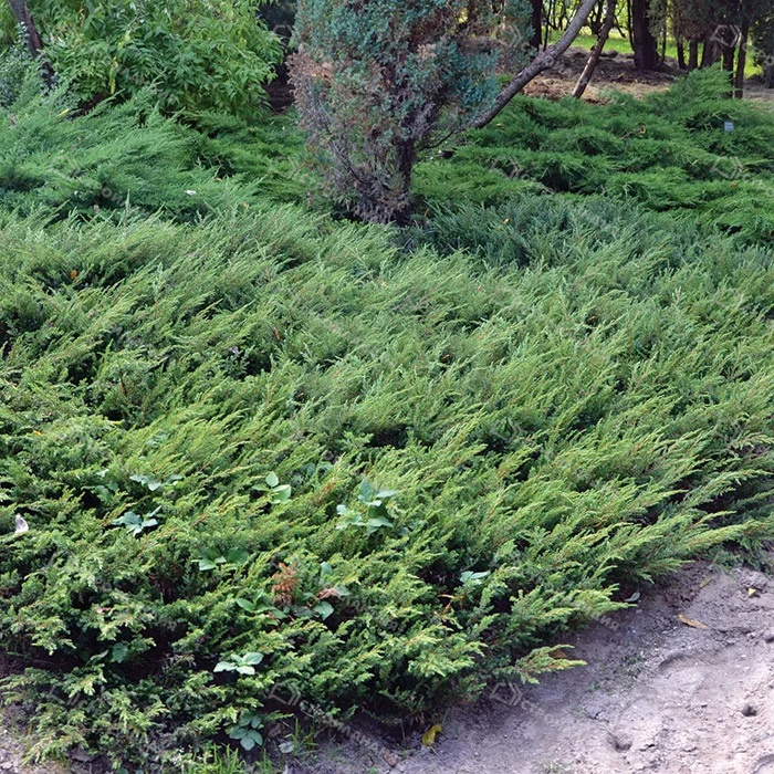 Можжевельник обыкновенный Juniperus communis "Repanda"