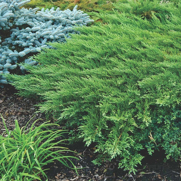 Можжевельник казацкий "Рокери Джем" Juniperus sabina "Rockery Gem"