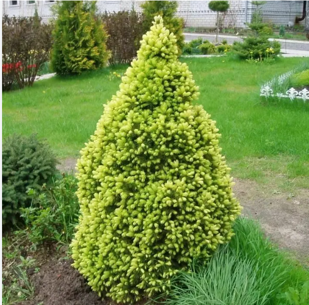 Ель канадская Picea glauca "Rainbow`s End"