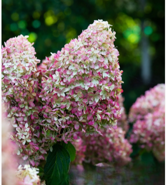 Гортензия метельчатая "Роял Флауэр" Hydrangea paniculata "Royal Flower"