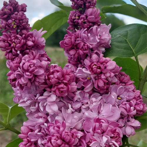 Сирень обыкновенная Syringa vulgaris "Russkaya Pesnya"