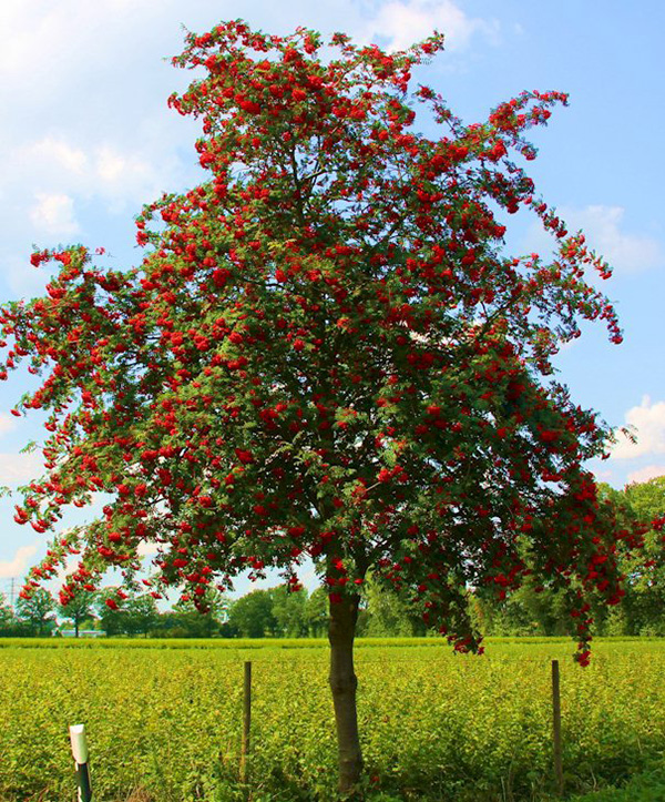 Рябина обыкновенная Sorbus Aucuparia штамб (Ком+сетка d=600), h=300-350