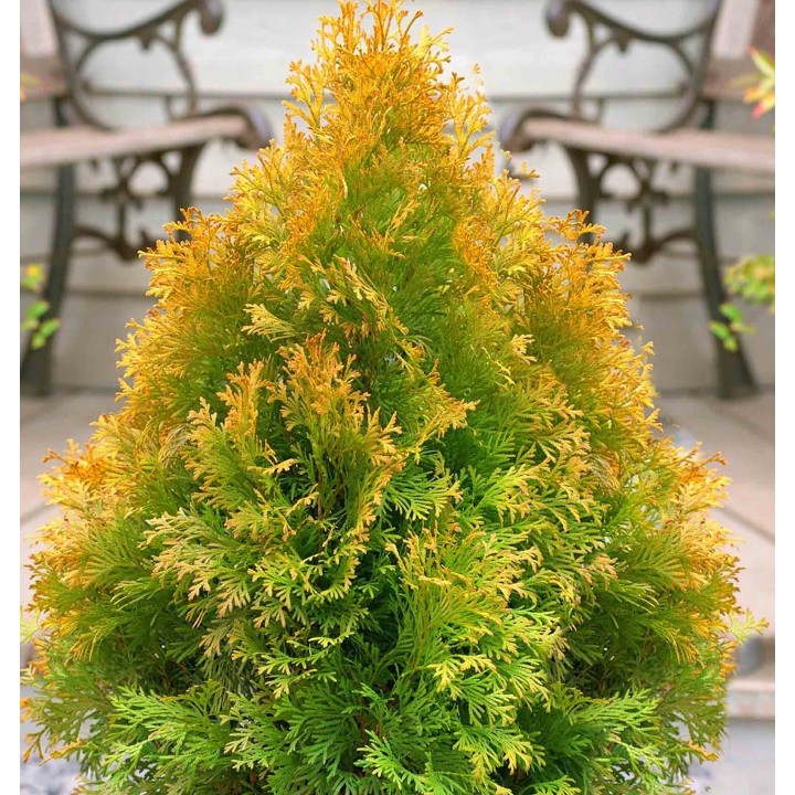 Туя западная "Санкист" Thuja occidentalis "Sunkist"