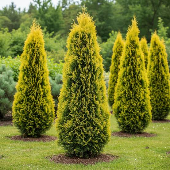 Туя западная Thuja occidentalis "Sunny Smaragd" : С15, h=80-100*