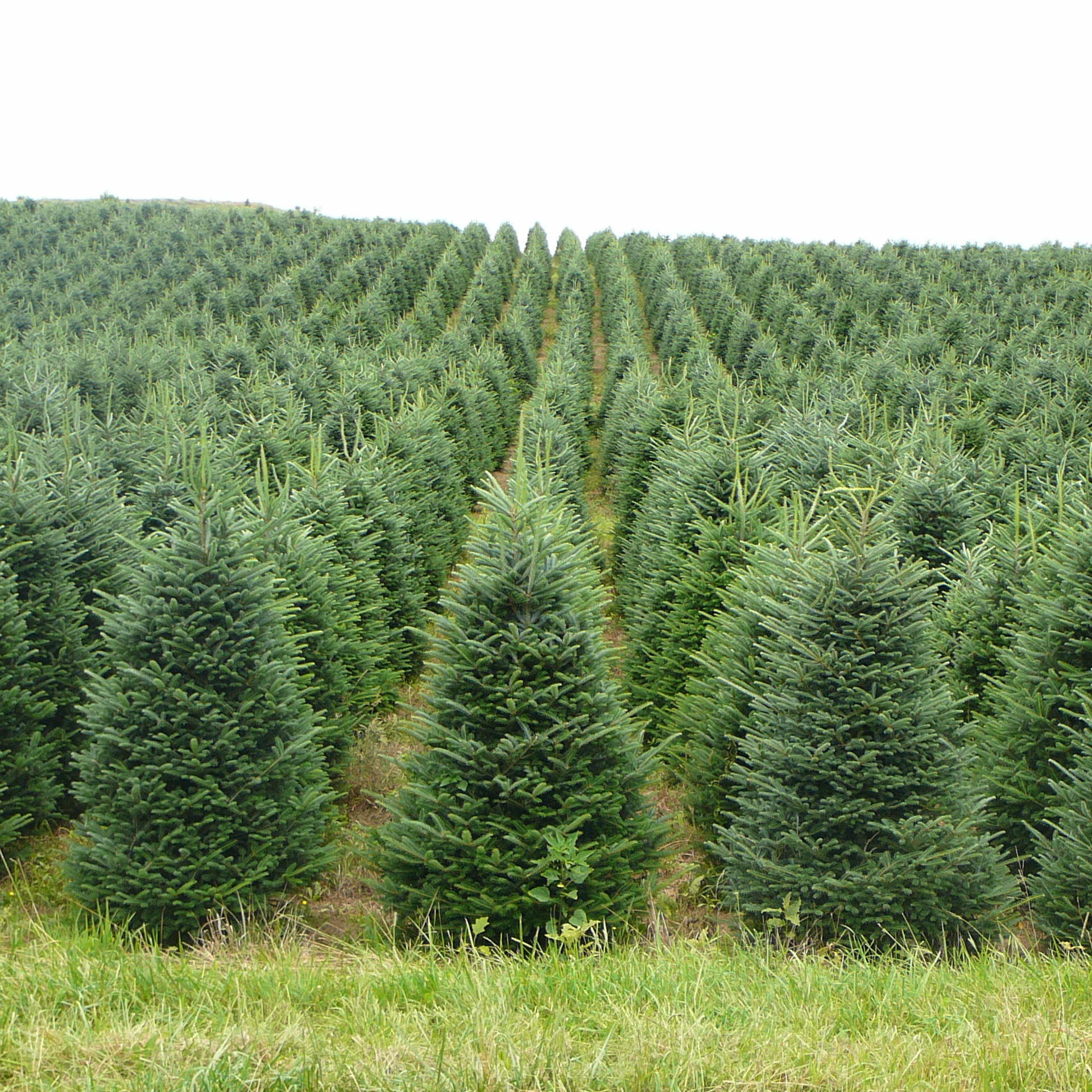Ель сибирская Picea obovata