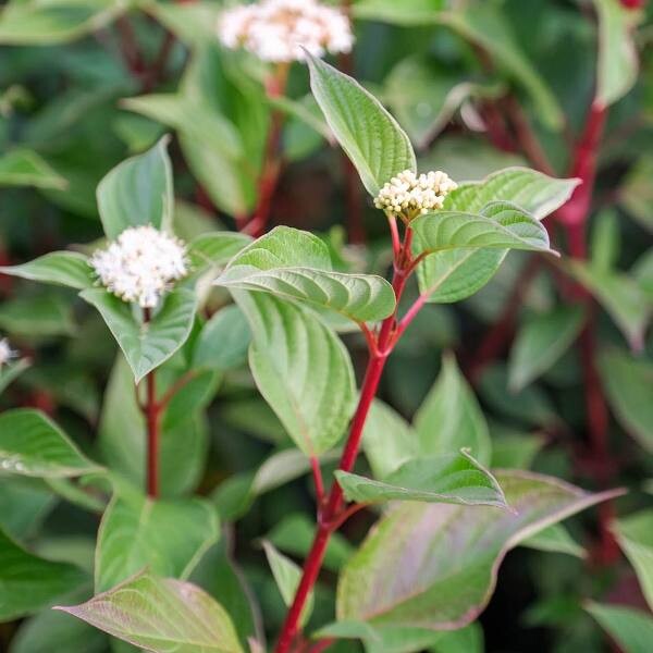 Дерен белый "Сибирика" Cornus alba "Sibirica"