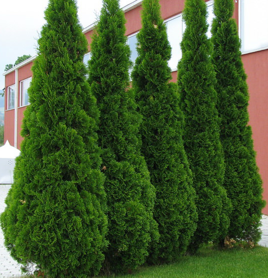 Туя западная Thuja occidentalis "Smaragd" : С20, h=140-160*