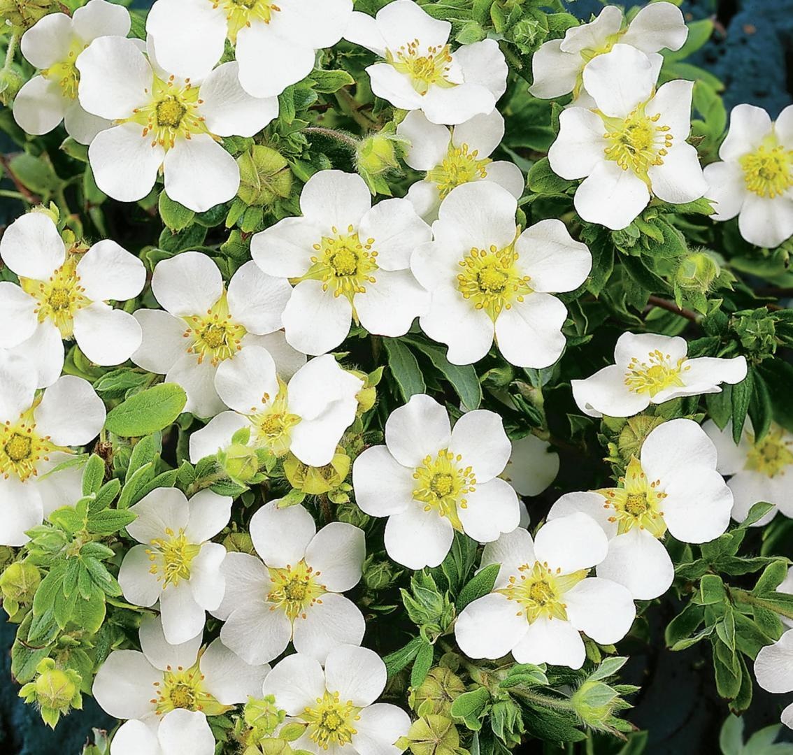 Лапчатка кустарниковая "Сноуфлейк" Potentilla fruticosa "Snowflake"