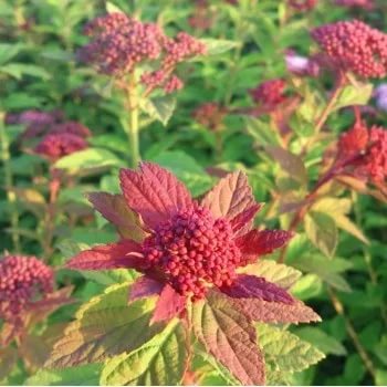 Спирея японская Spiraea japonica "Sparkling Champagne"