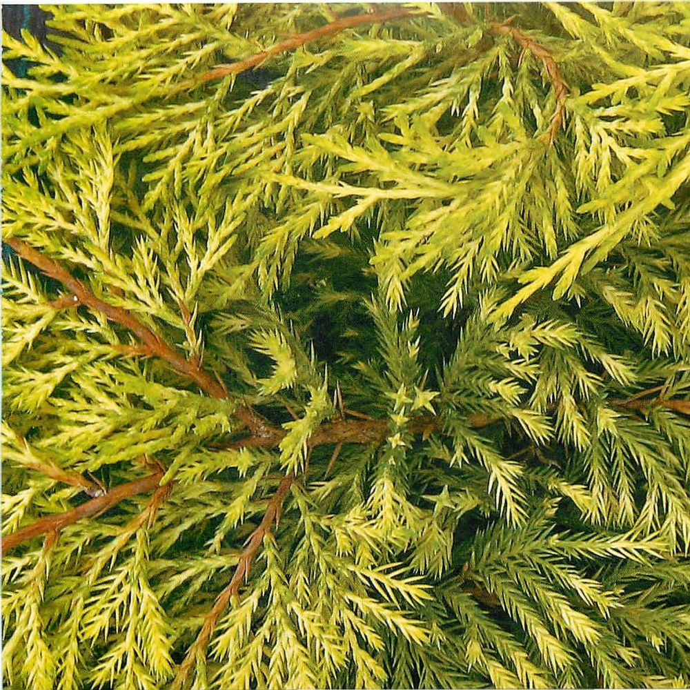 Можжевельник средний "Кинг оф Спринг" Juniperus media "King of Spring"