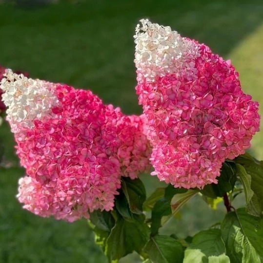 Гортензия метельчатая "Строберри Блоссом" Hydrangea paniculata "Strawberry Blossom"