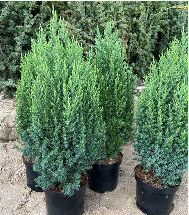 Можжевельник китайский Juniperus chinensis 'Stricta'