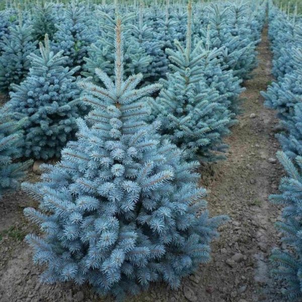 Ель колючая "Супер Блю Сидлинг" Picea pungens "Super Blue Seedling" h 20-40 C5