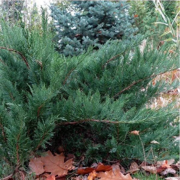 Можжевельник казацкий "Тамарисцифолия" Juniperus sabina "Tamariscifolia"