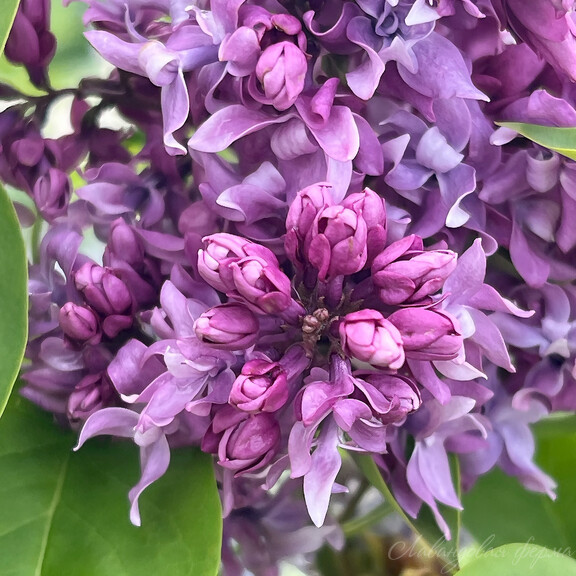 Сирень обыкновенная "Василий Тёкин" Syringa vulgaris "Vasiliy Terkin"