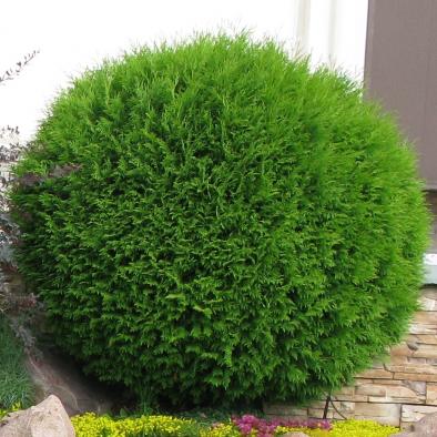 Туя западная "Тини Тим" Thuja occidentalis "Tiny Tim"