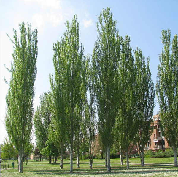 Тополь пирамидальный Populus pyramidalis