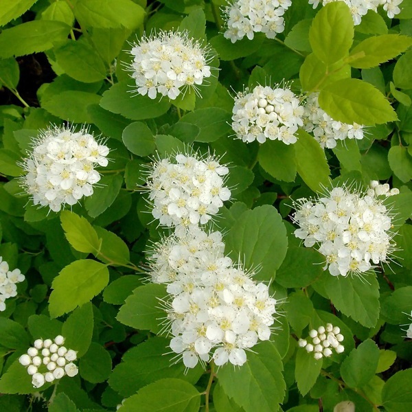 Спирея березолистная Spirea Betulifolia TOR