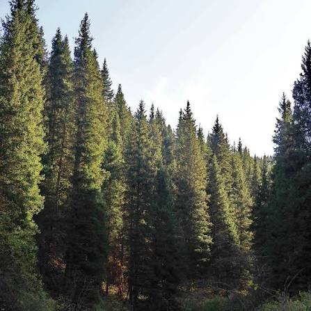 Ель тянь-шаньская Picea thianschanica (schrenkiana V. tianschanica) С7,5, h=15-25