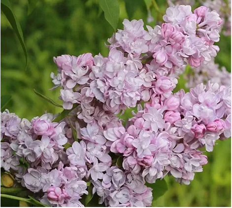 Сирень обыкновенная Syringa vulgaris "Utro Moskvy"