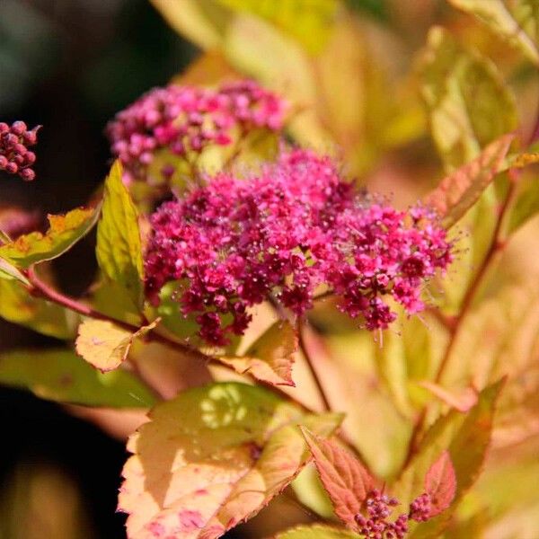 Спирея японская Spiraea japonica "Firelight"