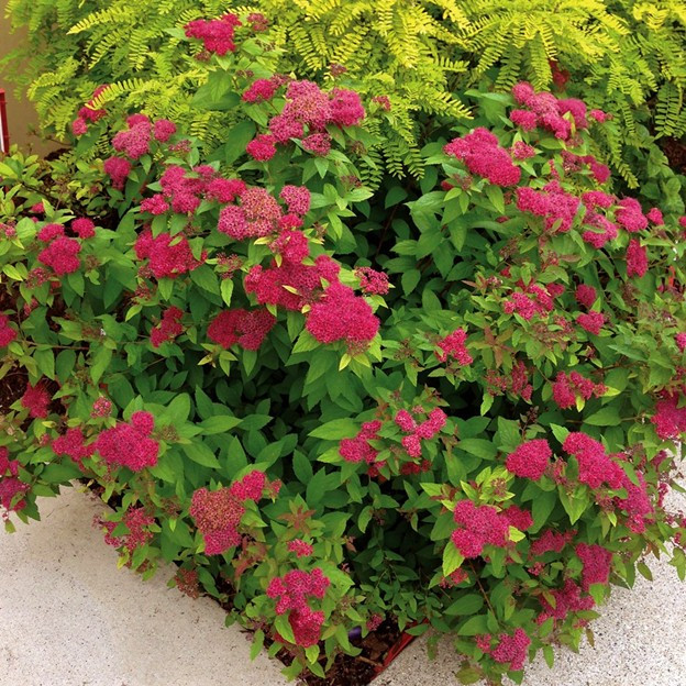 Спирея японская Spiraea japonica "Froebelii"