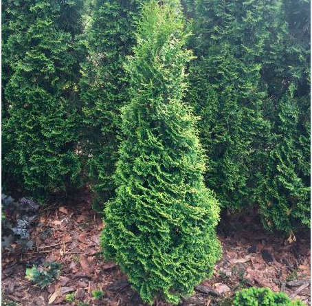 Туя западная "Харрикейн" Thuja occidentalis "Hurricane"