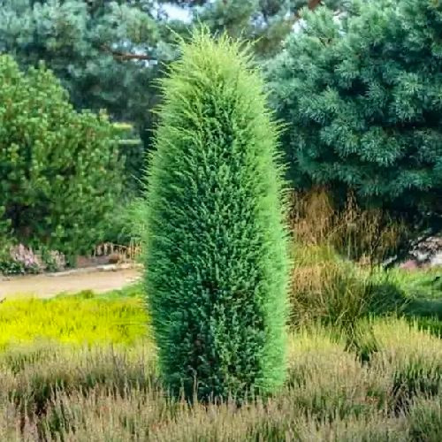 Можжевельник обыкновенный "Хиберника" Juniperus communis "Hibernica"