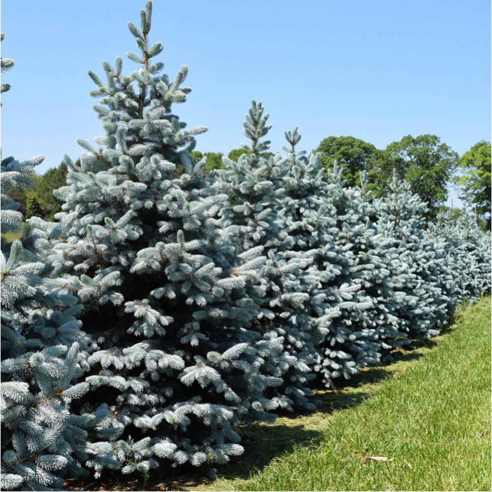 Ель колючая "Хупси" Picea pungens "Hoopsii"