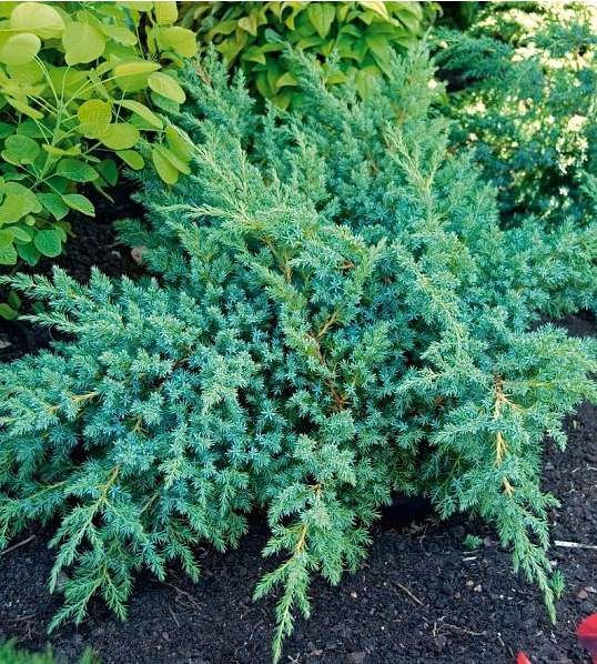 Можжевельник чешуйчатый "Блю Швед" Juniperus squamata "Blue Swede"