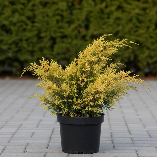 Можжевельник средний "Шеридан Голд" Juniperus media "Sheridan Gold"