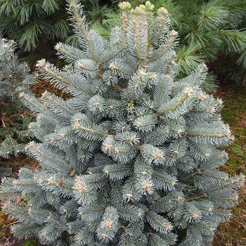 Пихта шершавоплодная Abies lasiocarpa "Compacta"