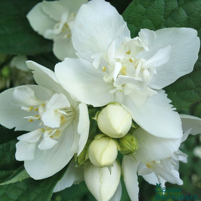 Чубушник Philadelphus coronarius 'Elbrus"