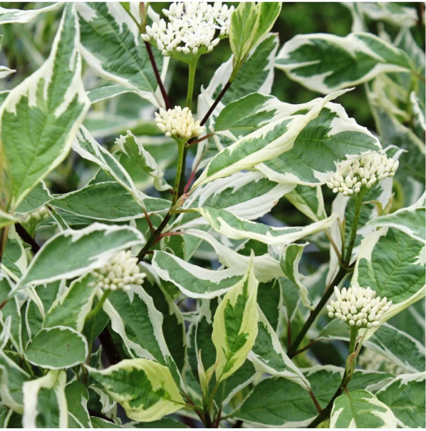 Дерен белый "Элегантиссима" Cornus alba "Elegantissima"