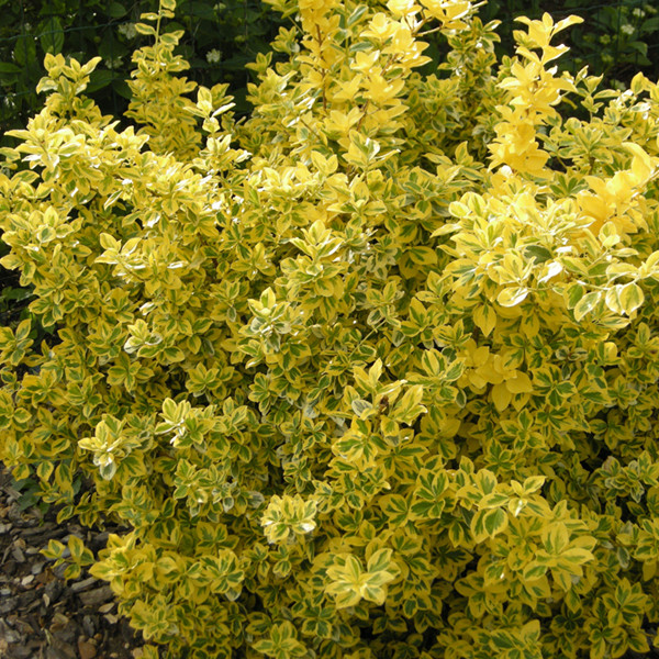 Бересклет Форчуна "Эмеральд энд Голд" Euonymus fortunei "Emerald 'n Gold"