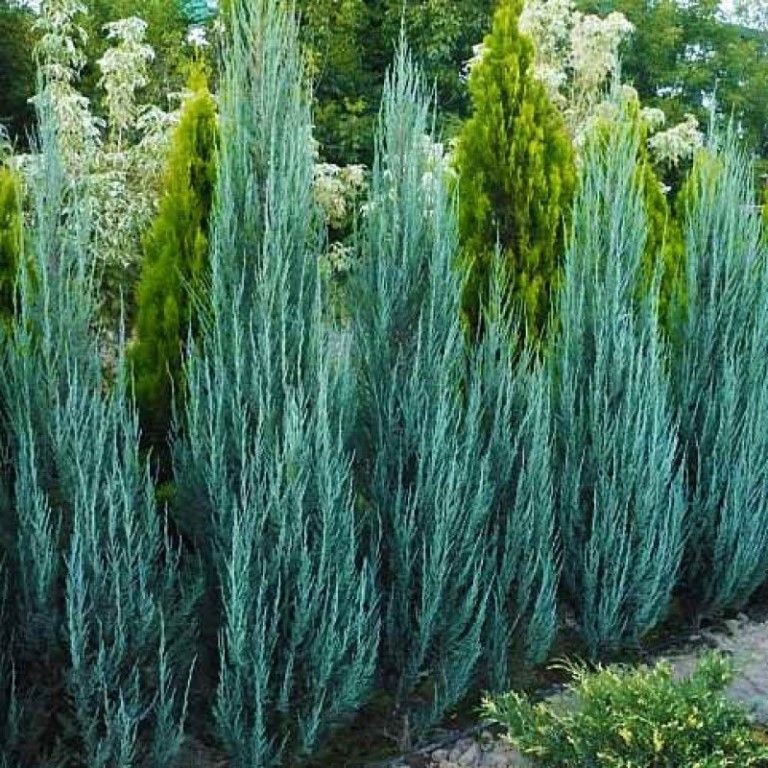 Можжевельник скальный Juniperus scopulorum 'Blue Arrow'