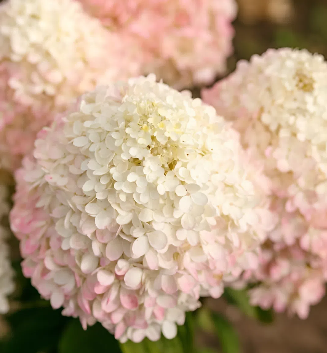Гортензия метельчатая "Грандифлора" Hydrangea paniculata "Grandiflora"