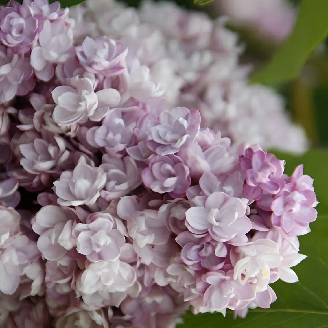 Сирень обыкновенная Syringa vulgaris "Montaigne"