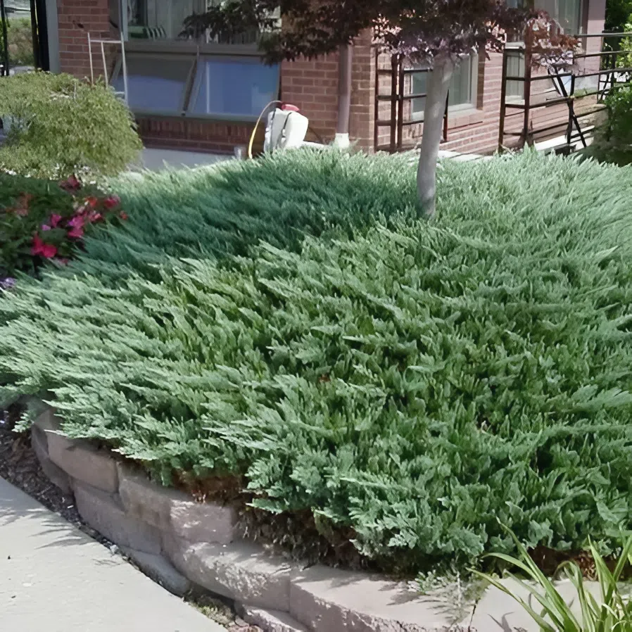 Можжевельник горизонтальный Juniperus horizontalis 'Prince of Wales'