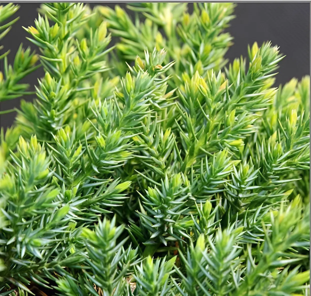 Можжевельник китайский "Сан Хосе" Juniperus chinensis "San Jose"