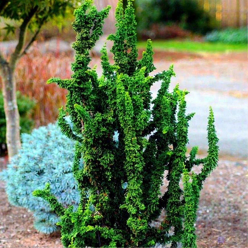 Туя западная "Малониана Холуб" Thuja occidentalis "Malonyana Holub"