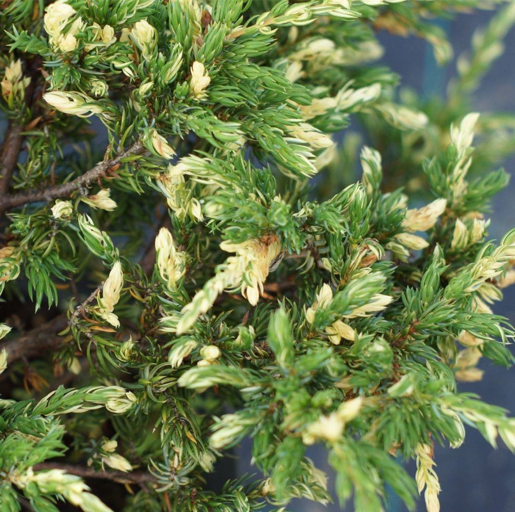 Можжевельник обыкновенный "Спотти Спридер" Juniperus communis "Spotty Spreader"
